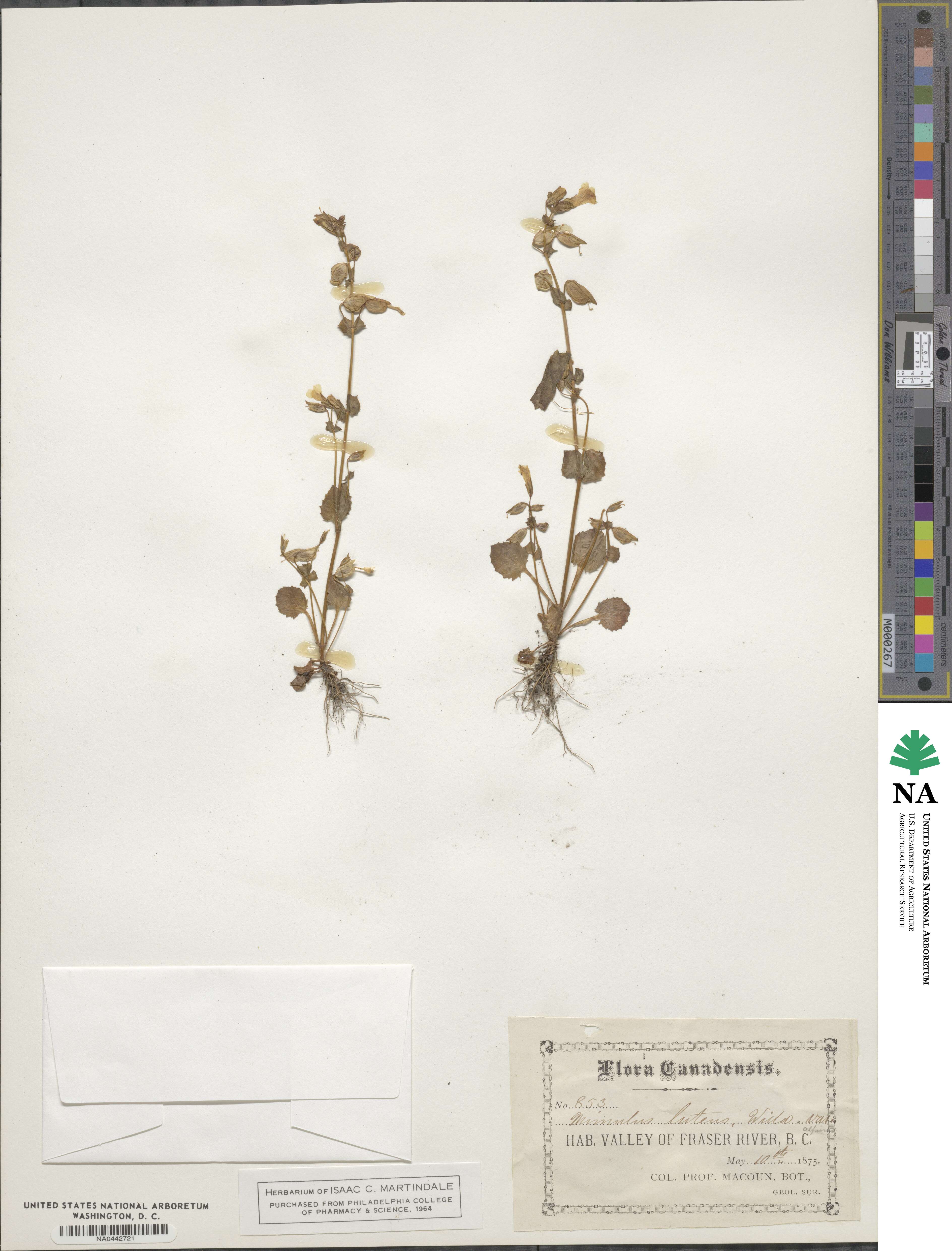 Erythranthe minor image
