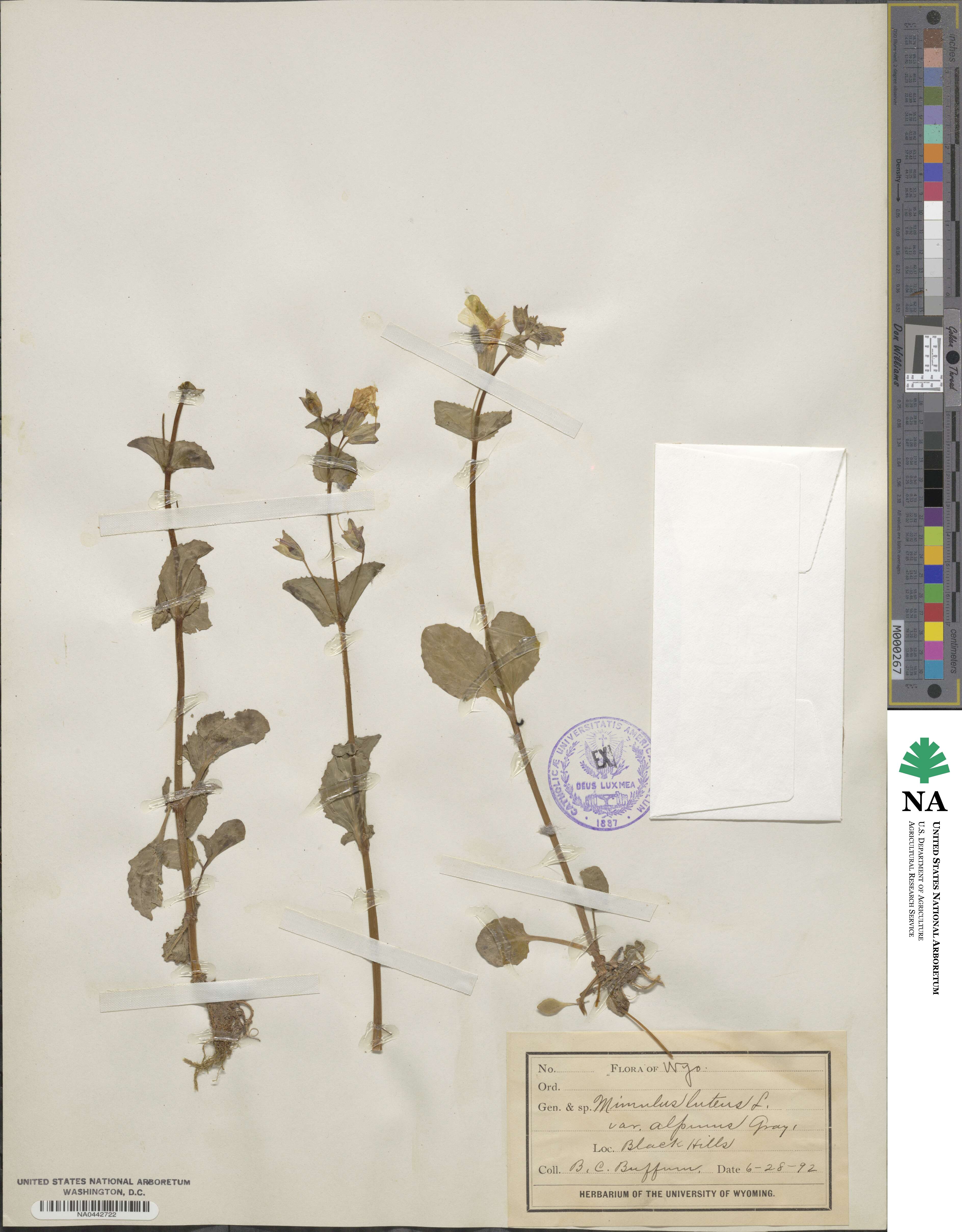 Erythranthe minor image
