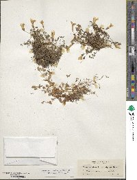Erythranthe minor image