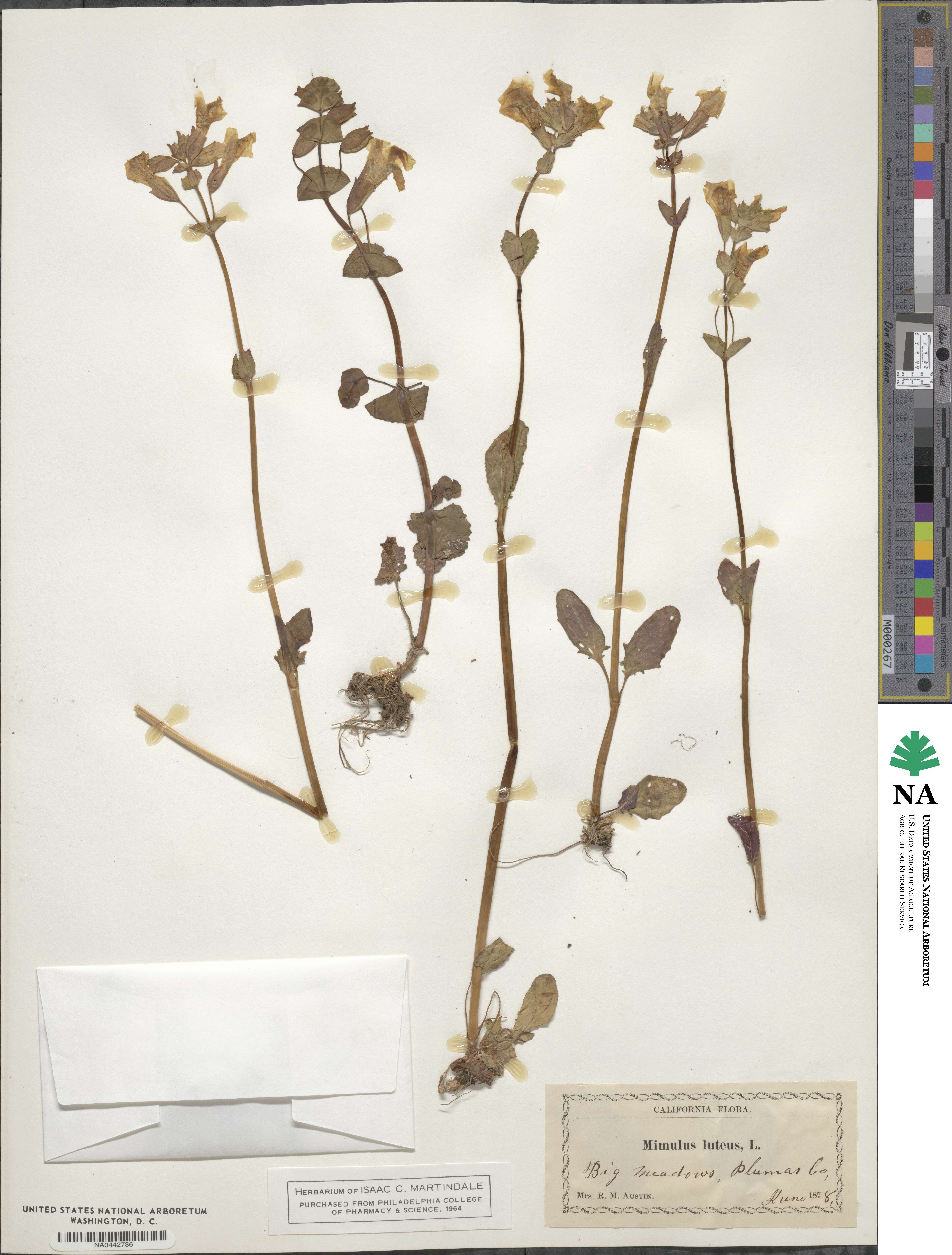 Erythranthe lutea image