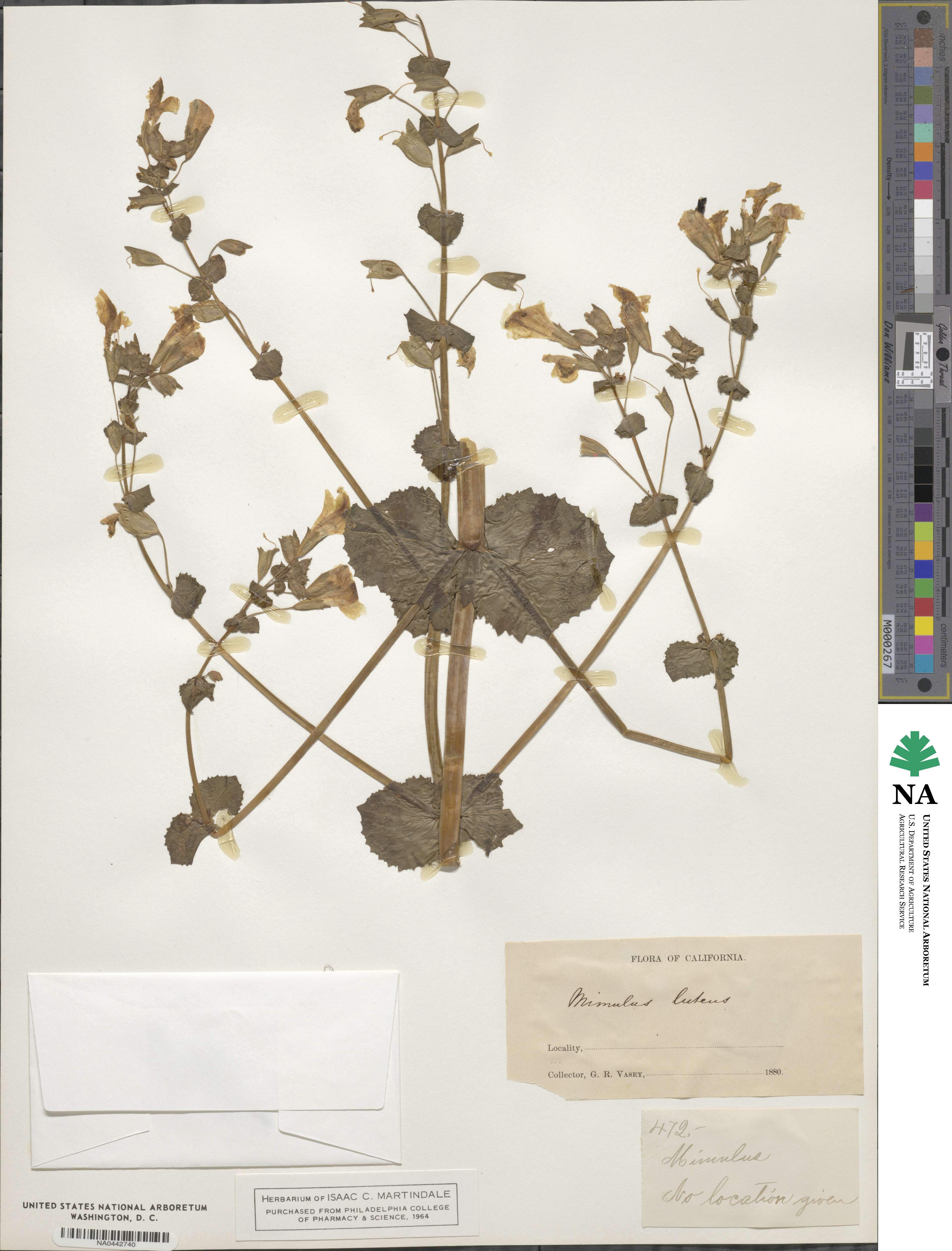 Erythranthe lutea image