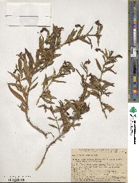 Diplacus puniceus image