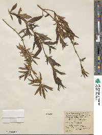 Diplacus puniceus image