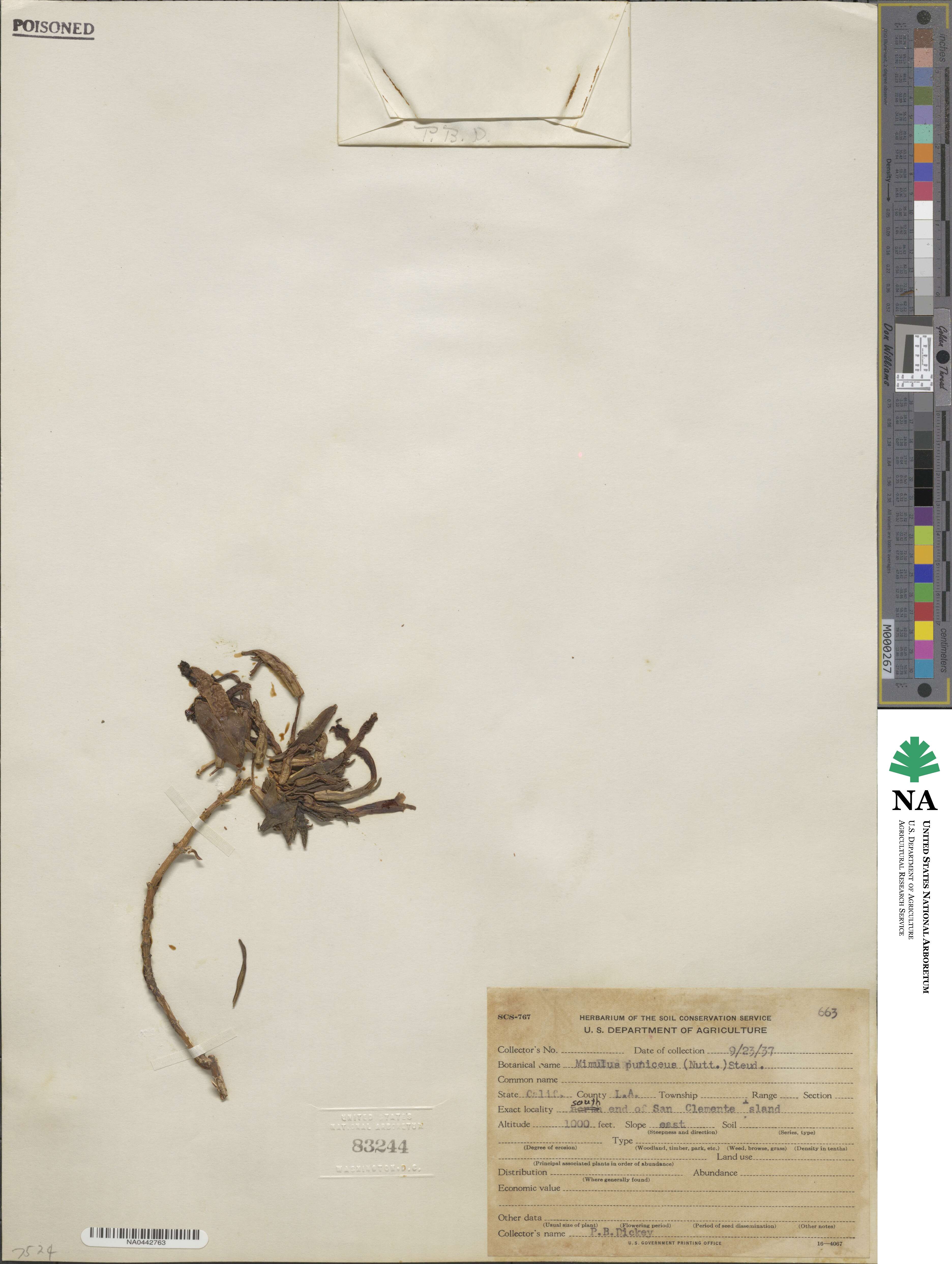 Diplacus puniceus image