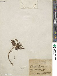 Diplacus puniceus image