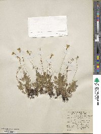 Erythranthe primuloides image