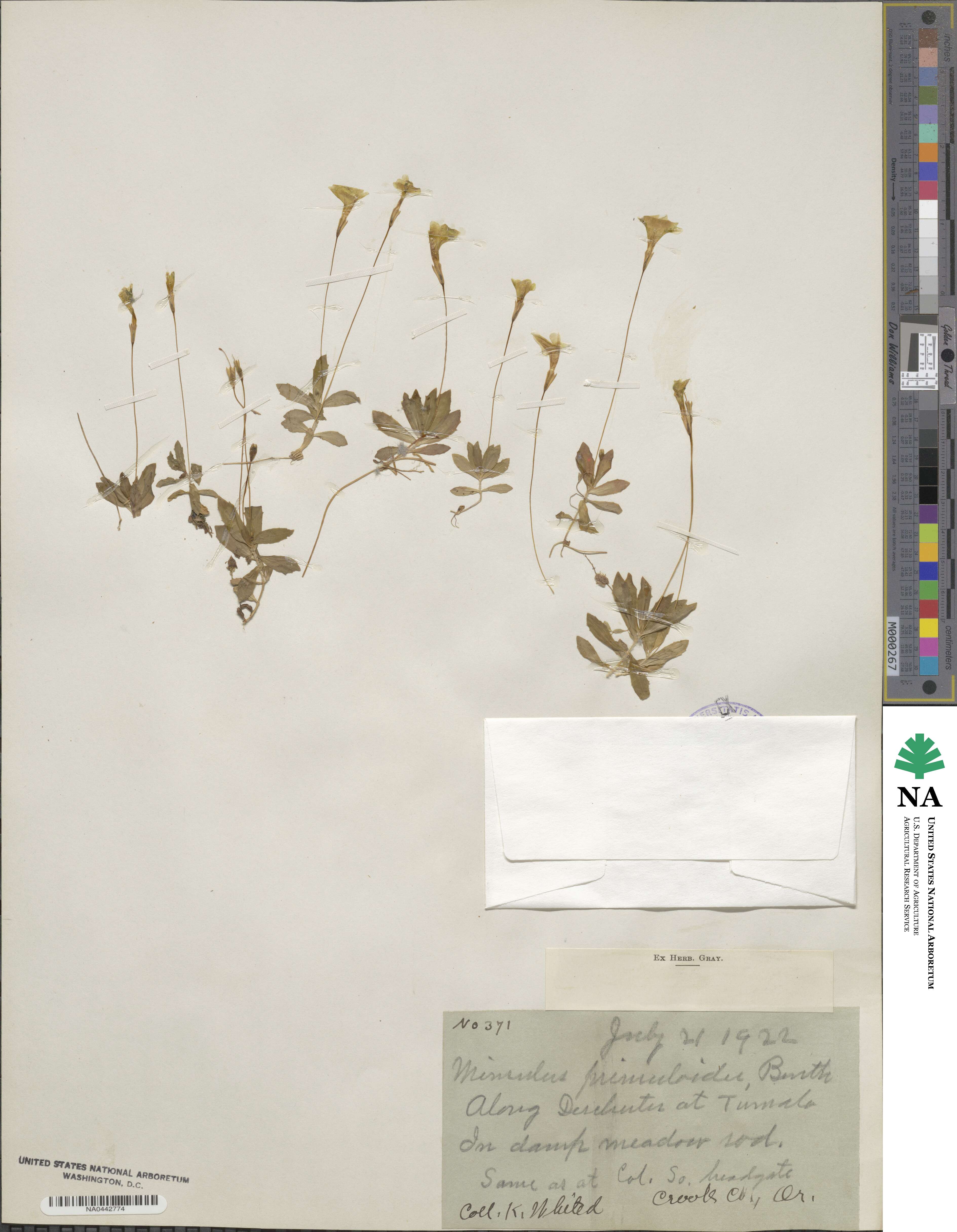 Erythranthe primuloides image