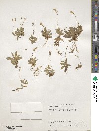 Erythranthe primuloides image