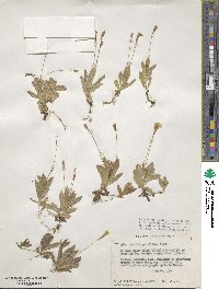Erythranthe primuloides image