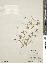 Erythranthe primuloides image