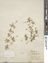Erythranthe primuloides image