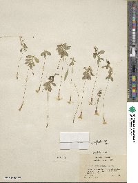 Erythranthe primuloides image