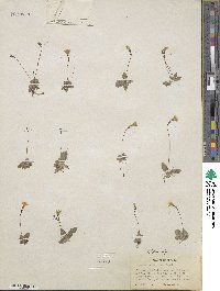Erythranthe primuloides image