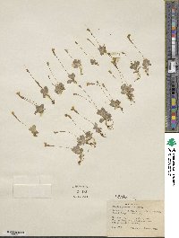 Erythranthe primuloides image