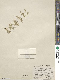 Erythranthe primuloides image