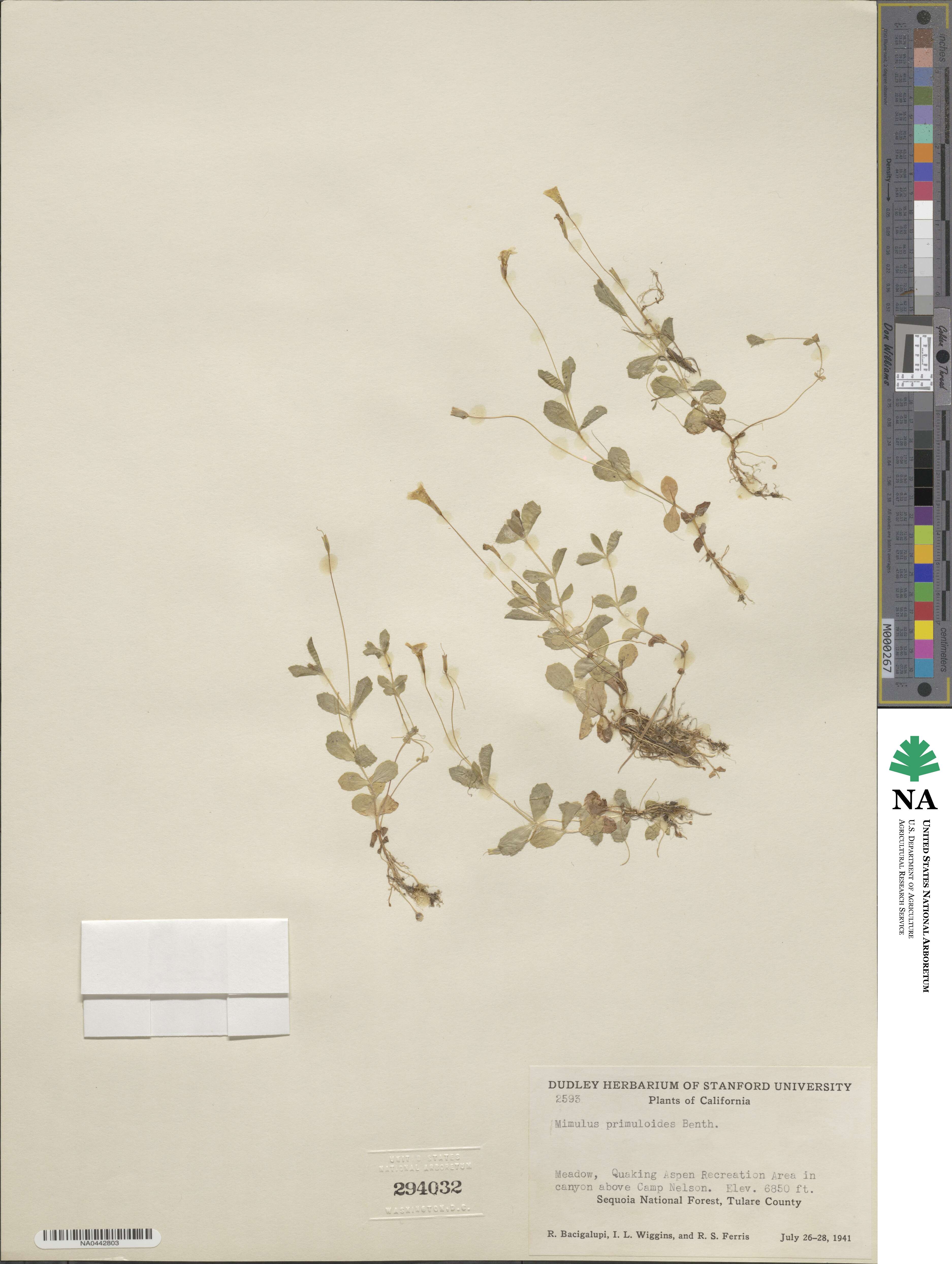 Erythranthe primuloides image