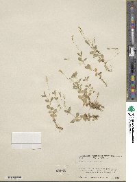 Erythranthe primuloides image