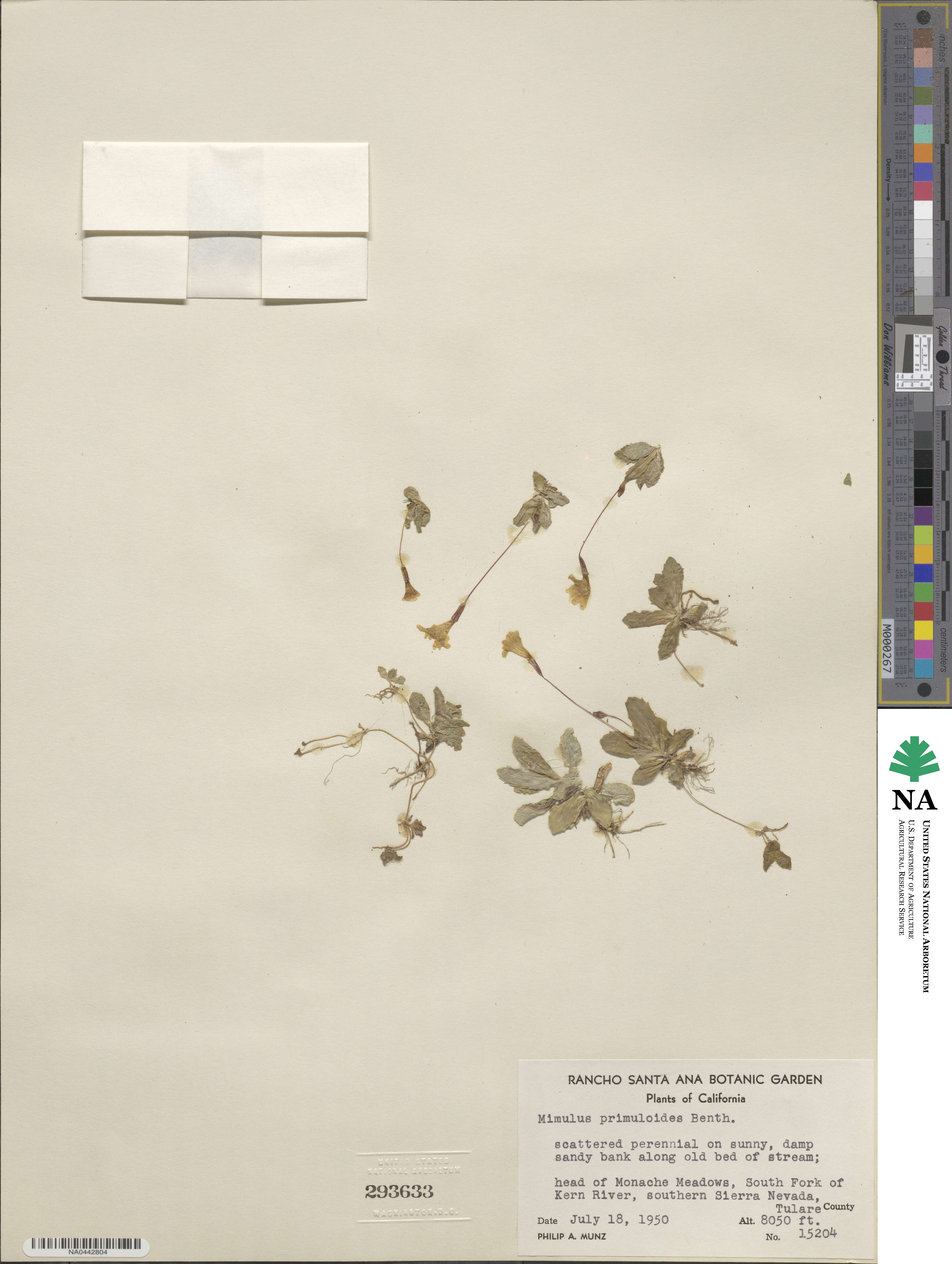 Erythranthe primuloides image