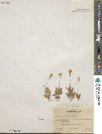 Erythranthe primuloides image