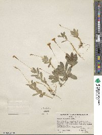 Erythranthe primuloides image