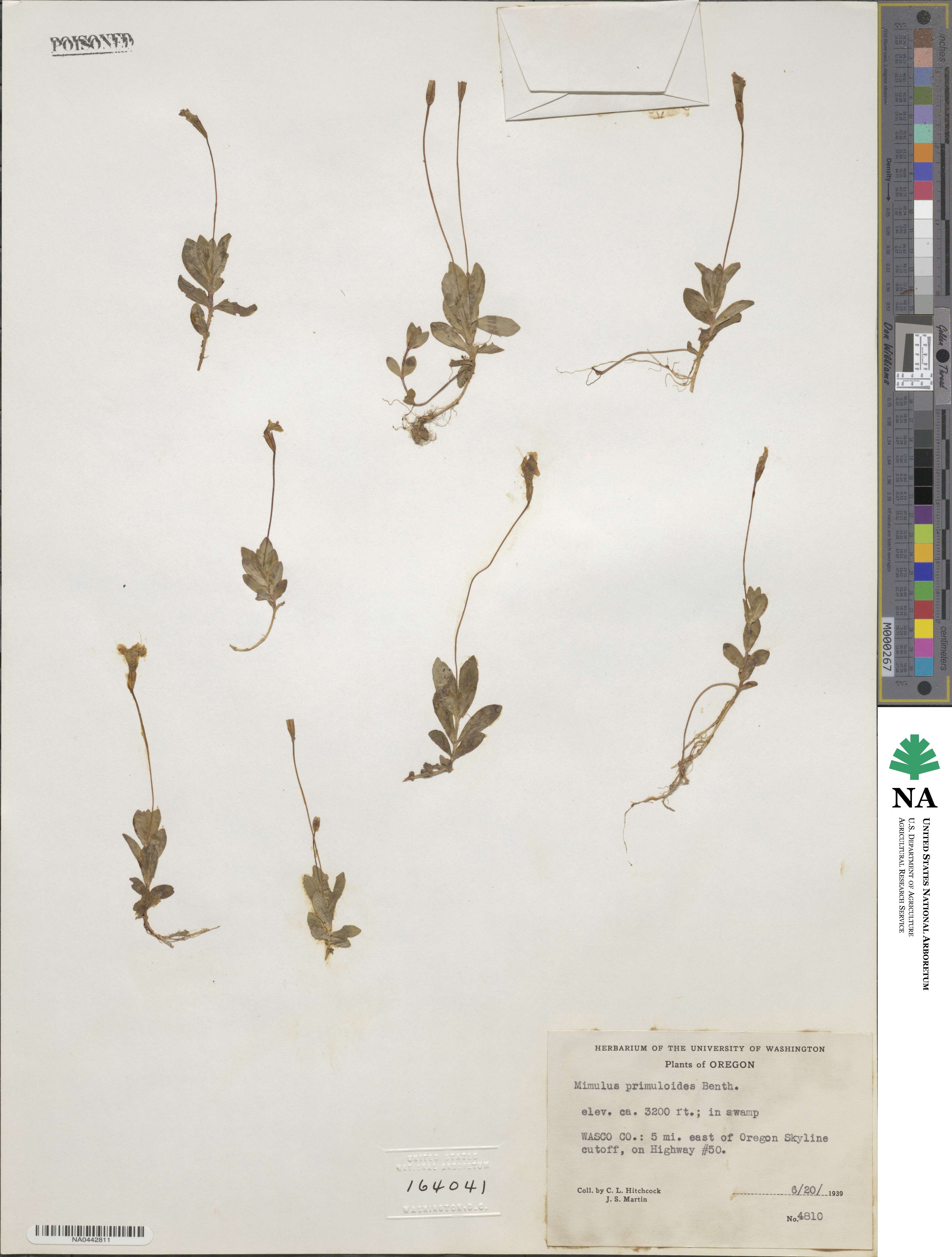 Erythranthe primuloides image