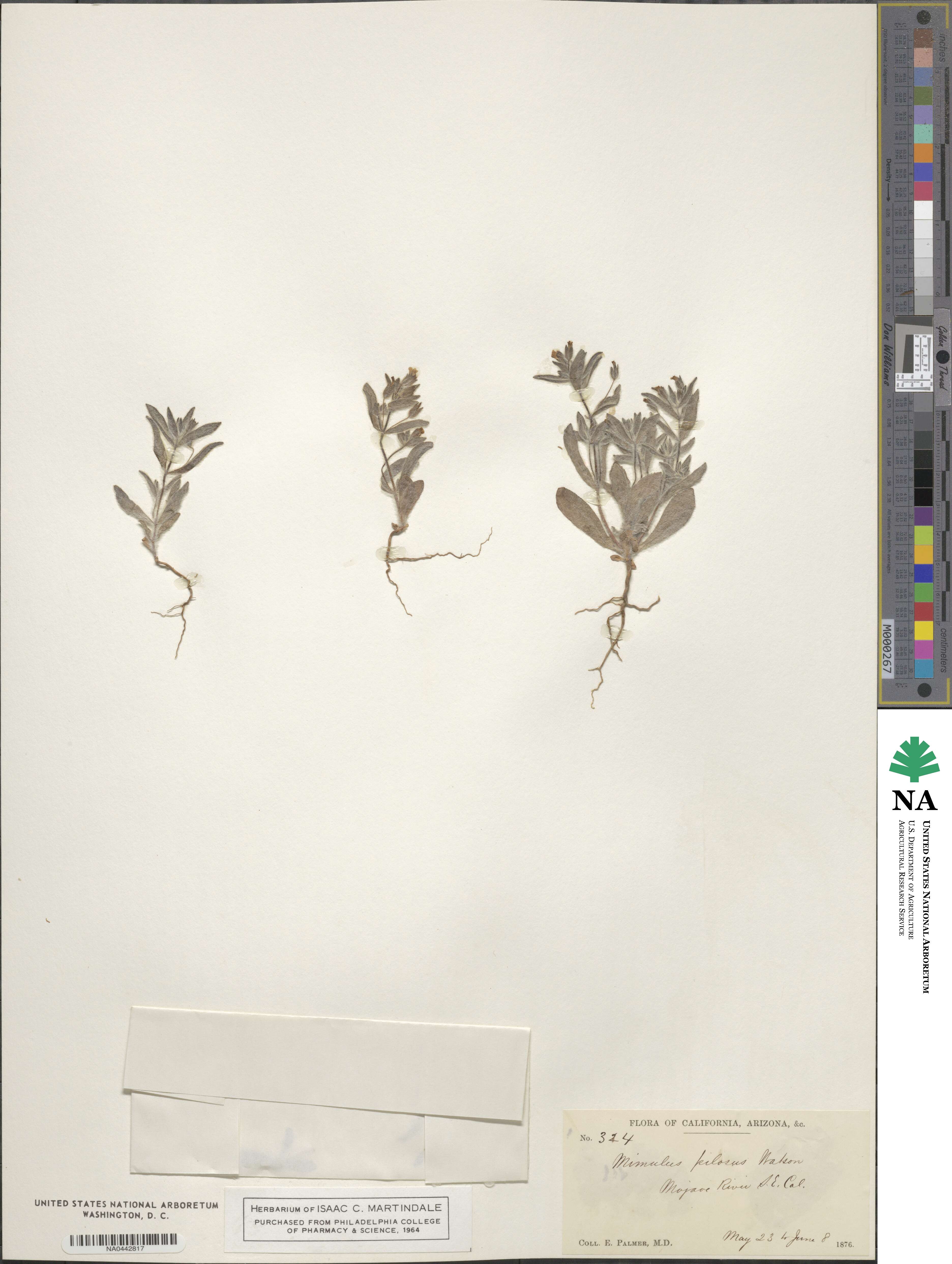 Mimetanthe pilosa image