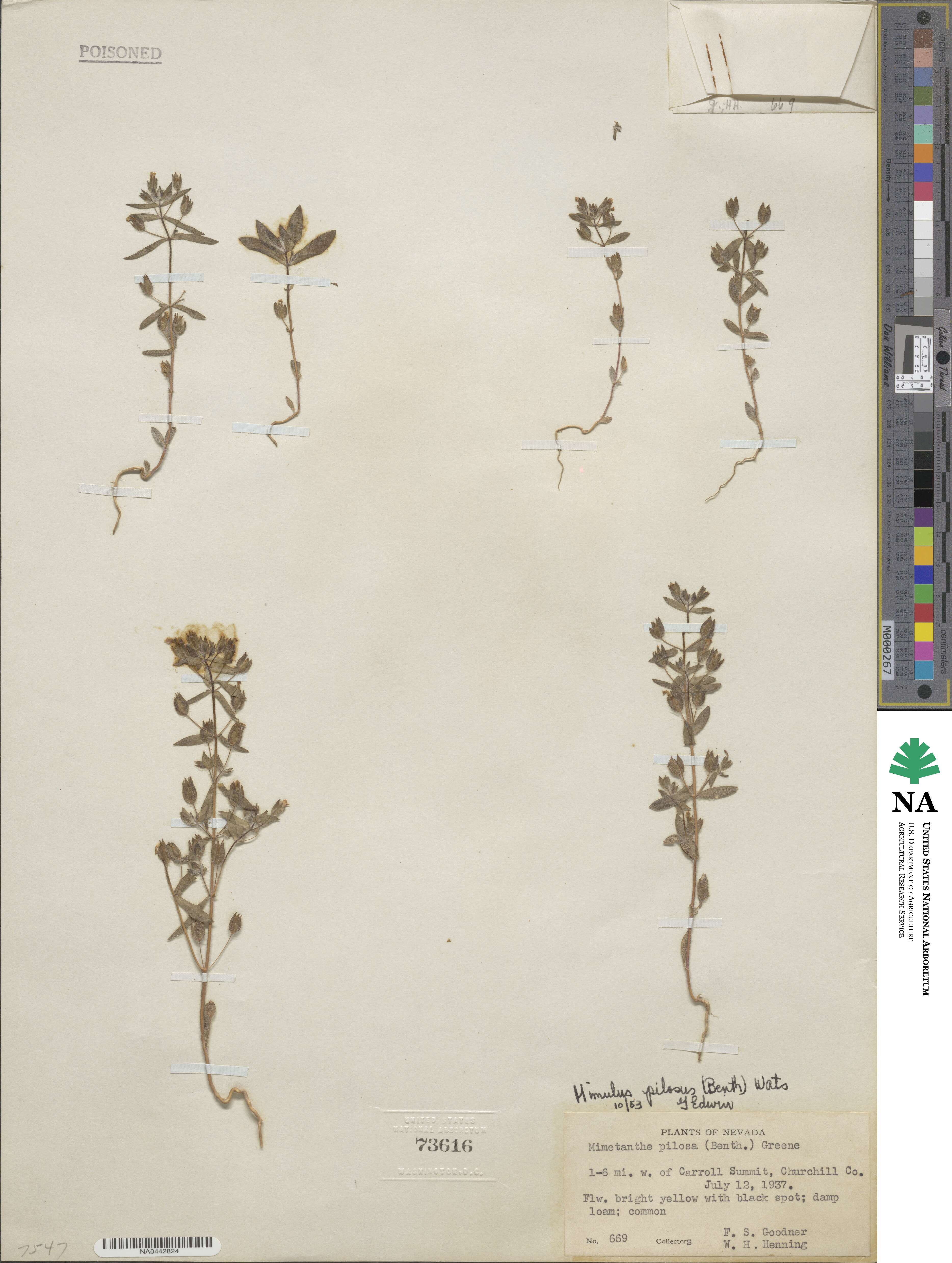 Mimetanthe pilosa image