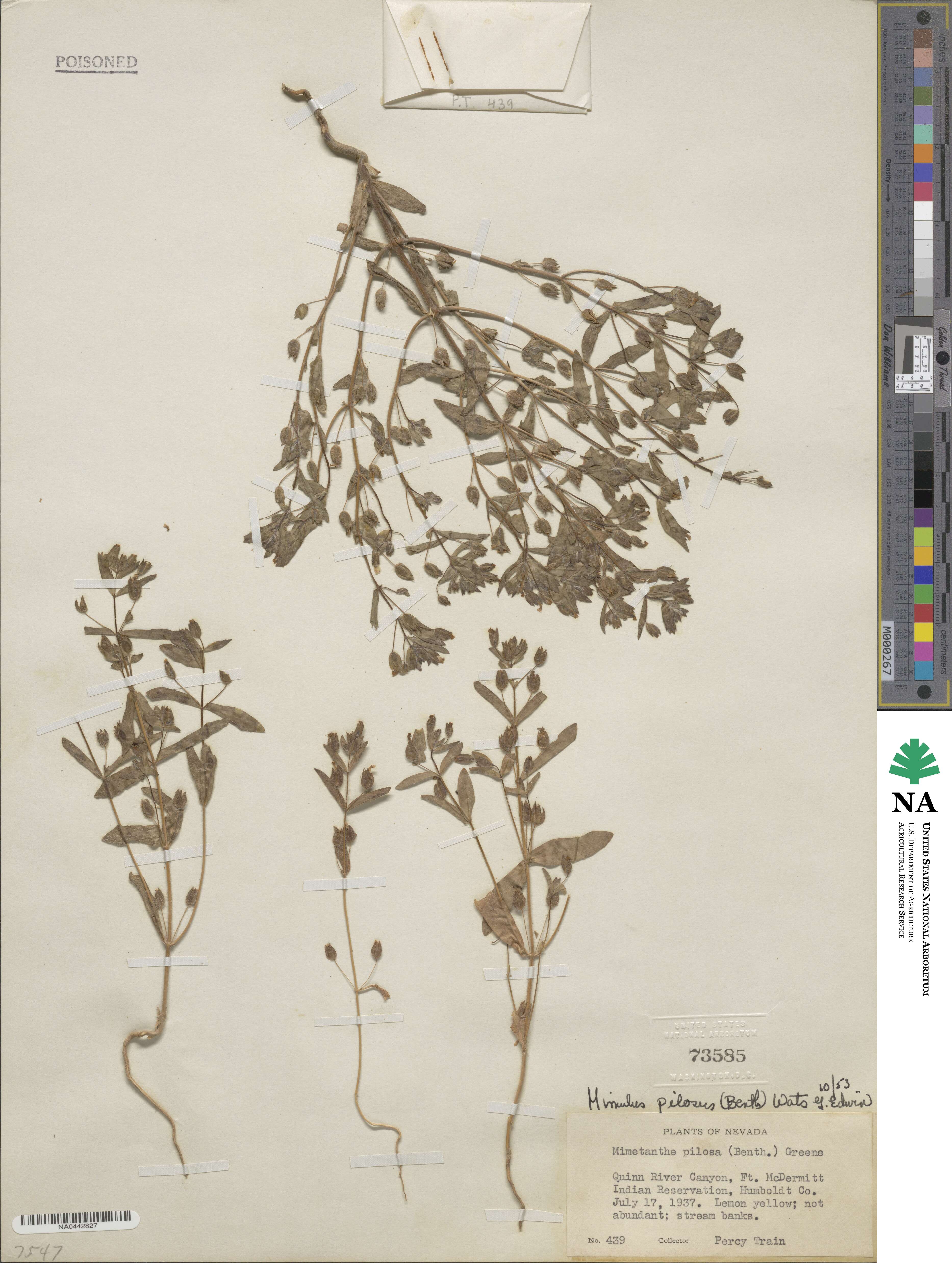 Mimetanthe pilosa image