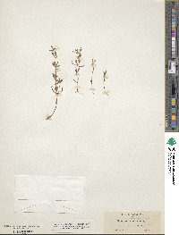 Erythranthe suksdorfii image