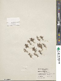 Erythranthe suksdorfii image