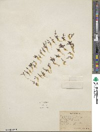 Erythranthe suksdorfii image
