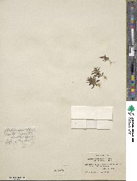 Erythranthe suksdorfii image