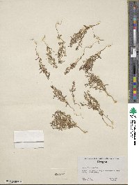 Erythranthe suksdorfii image
