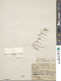 Erythranthe suksdorfii image