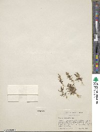 Erythranthe suksdorfii image