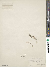 Erythranthe suksdorfii image