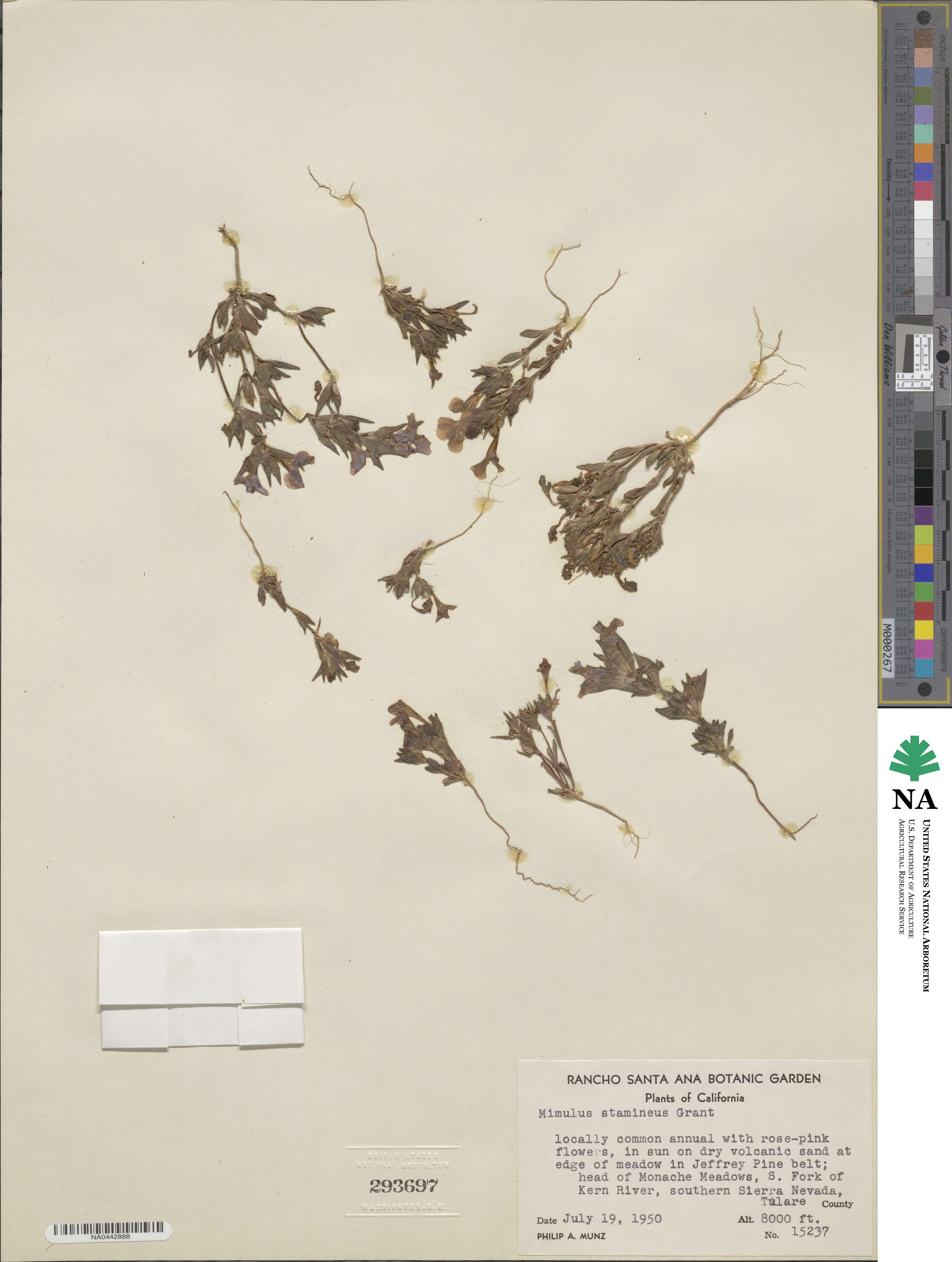 Diplacus mephiticus image