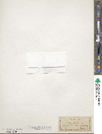 Erythranthe rubella image