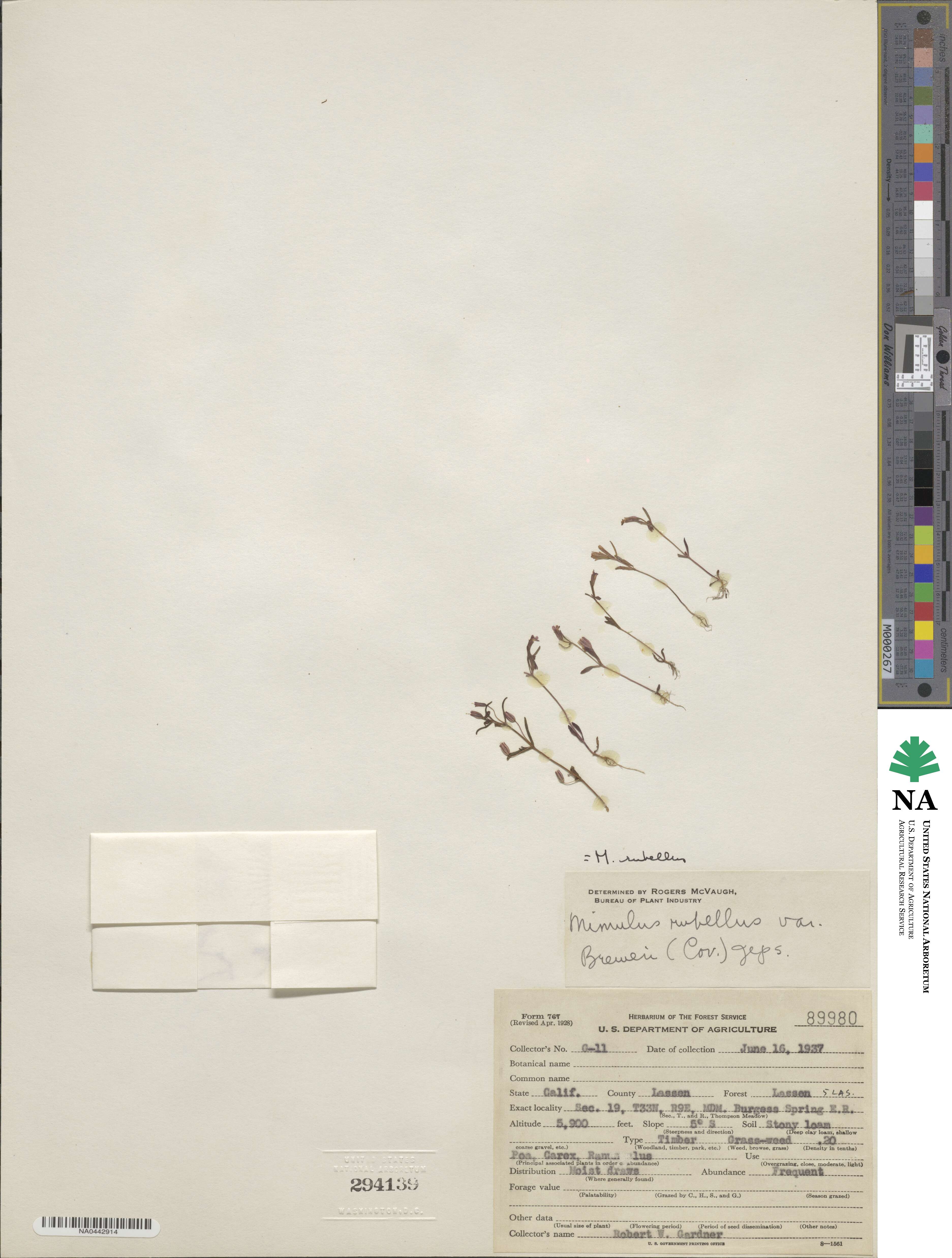 Erythranthe rubella image