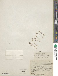 Erythranthe rubella image