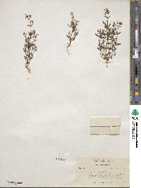 Erythranthe rubella image