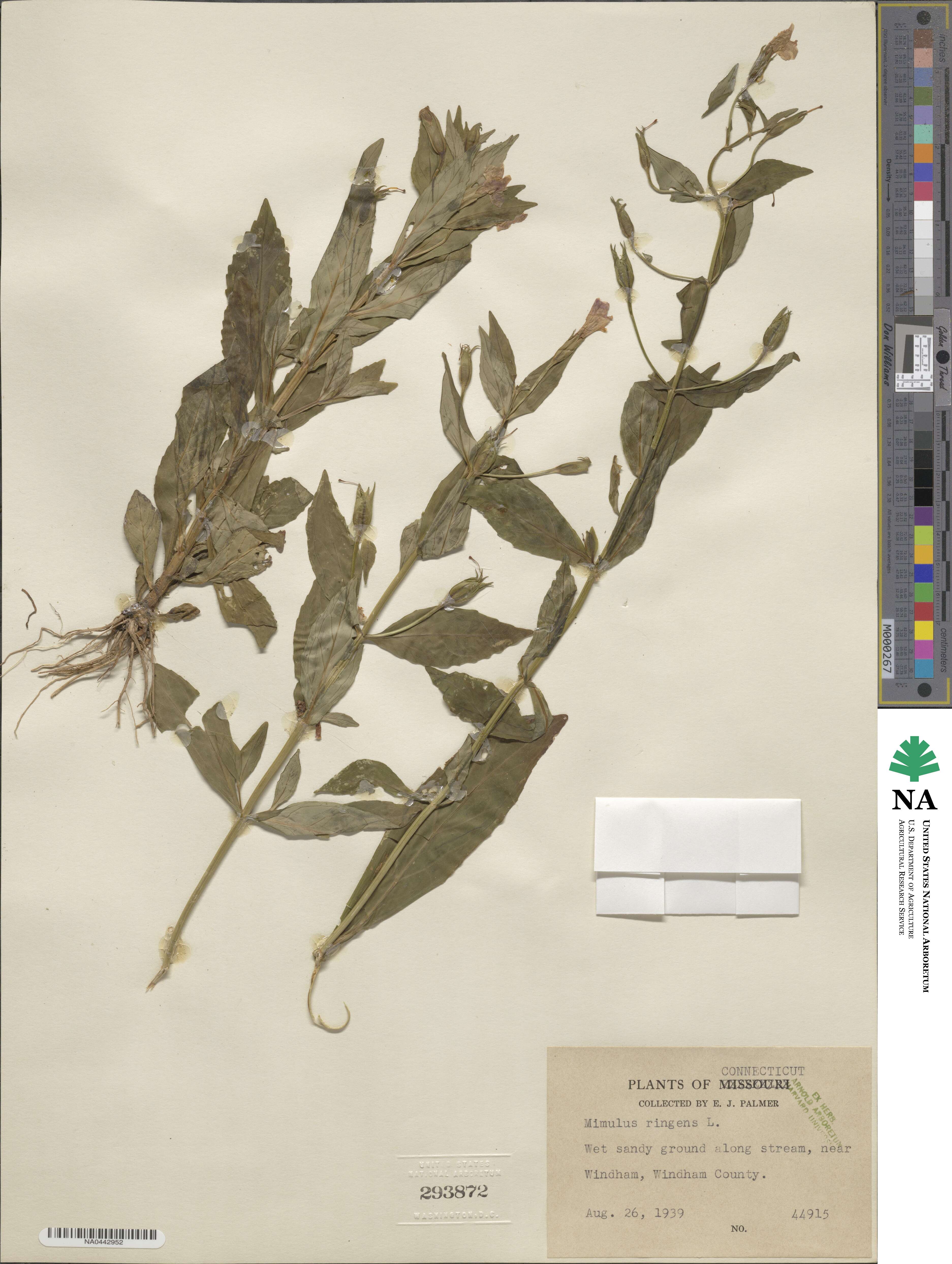 Mimulus ringens image