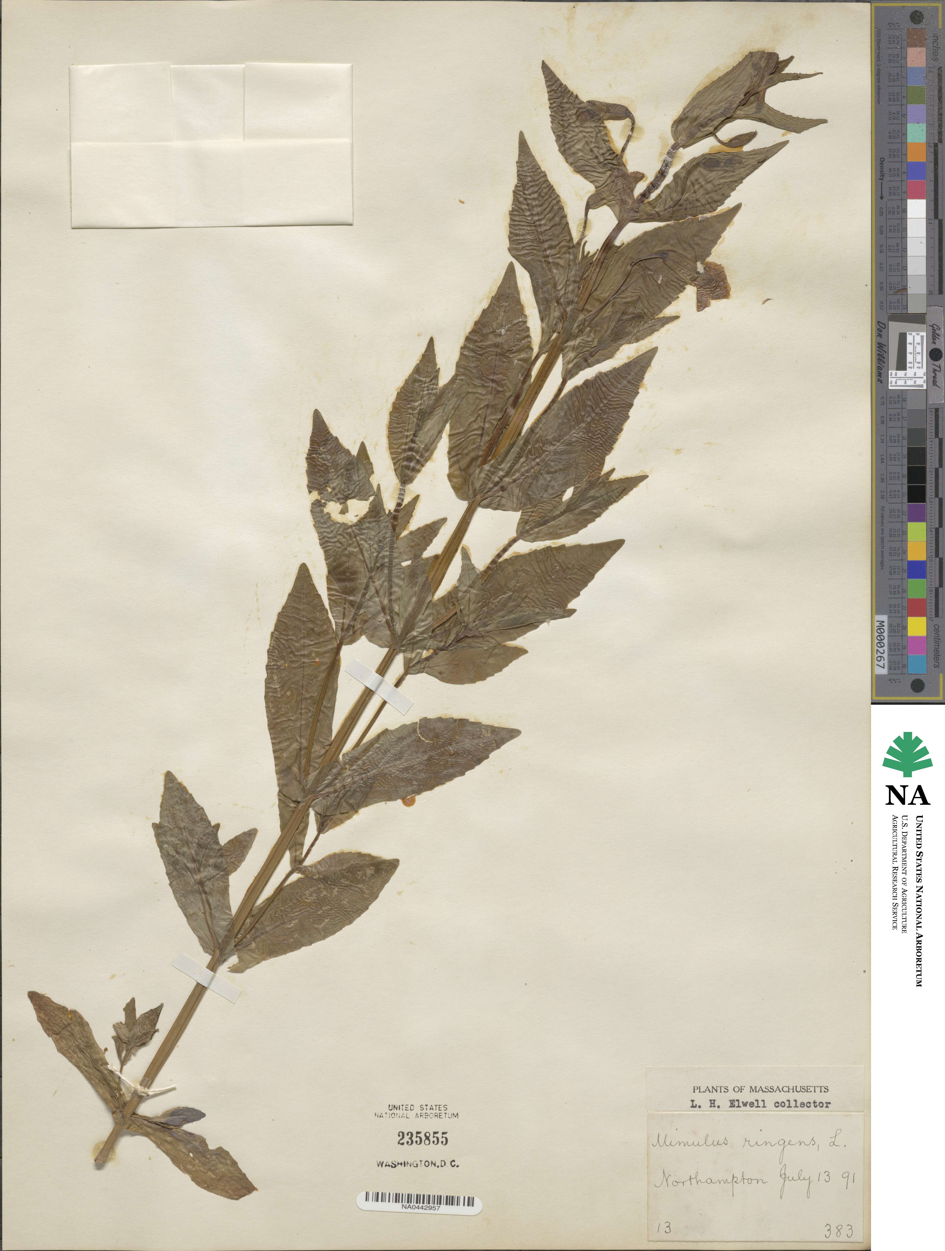 Mimulus image
