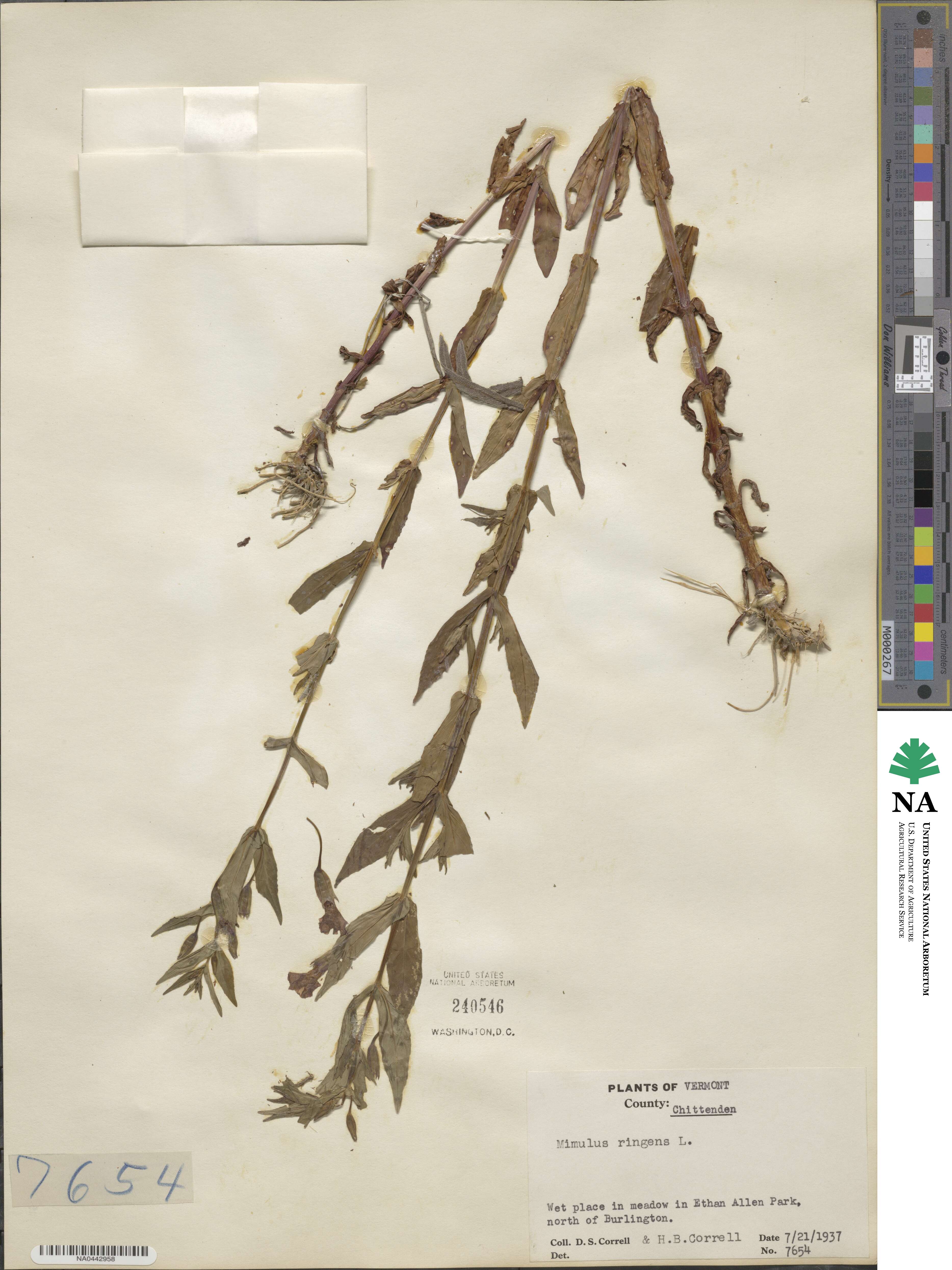 Mimulus ringens image