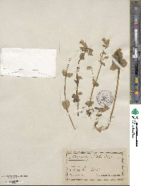 Mimulus guttatus image
