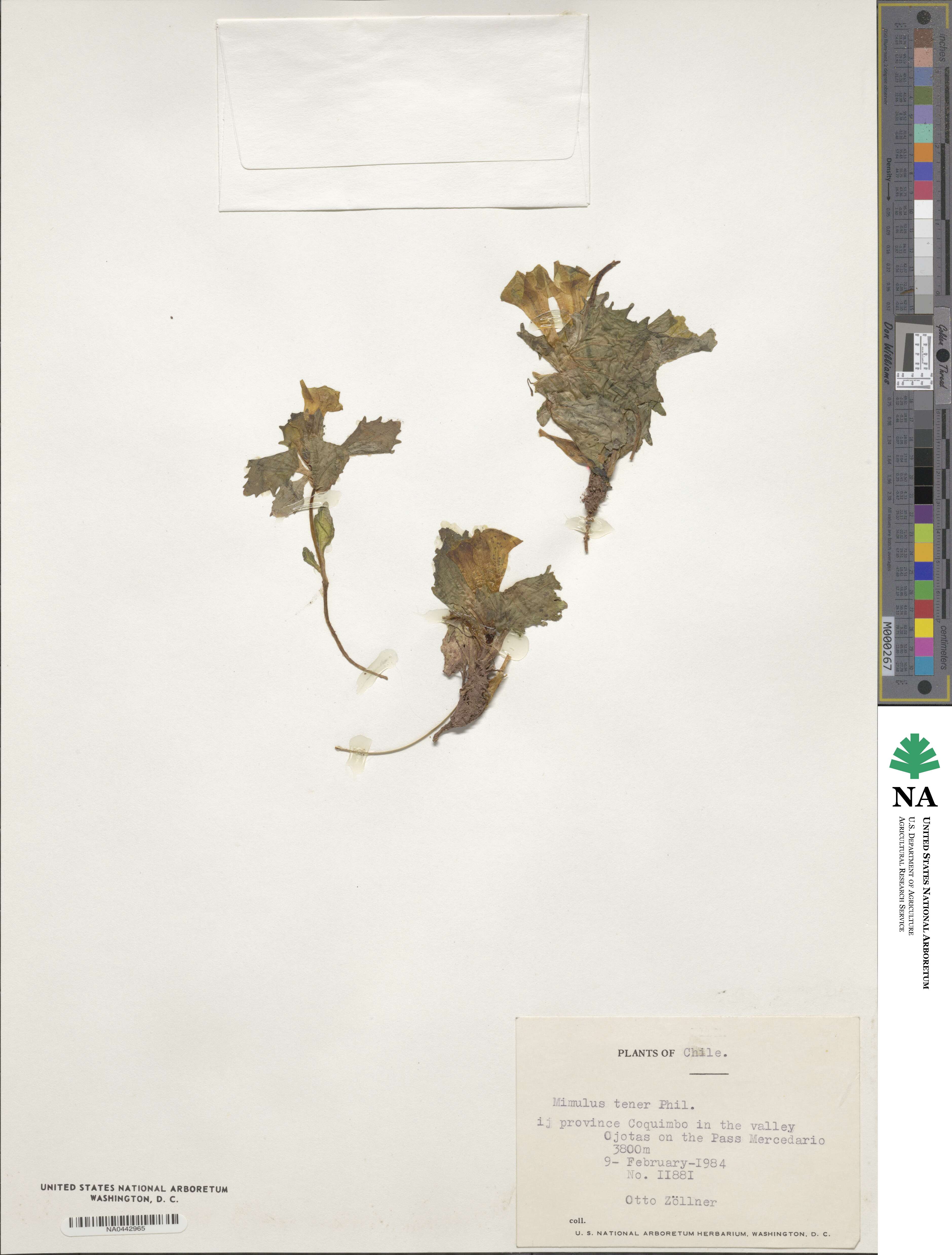 Erythranthe andicola image