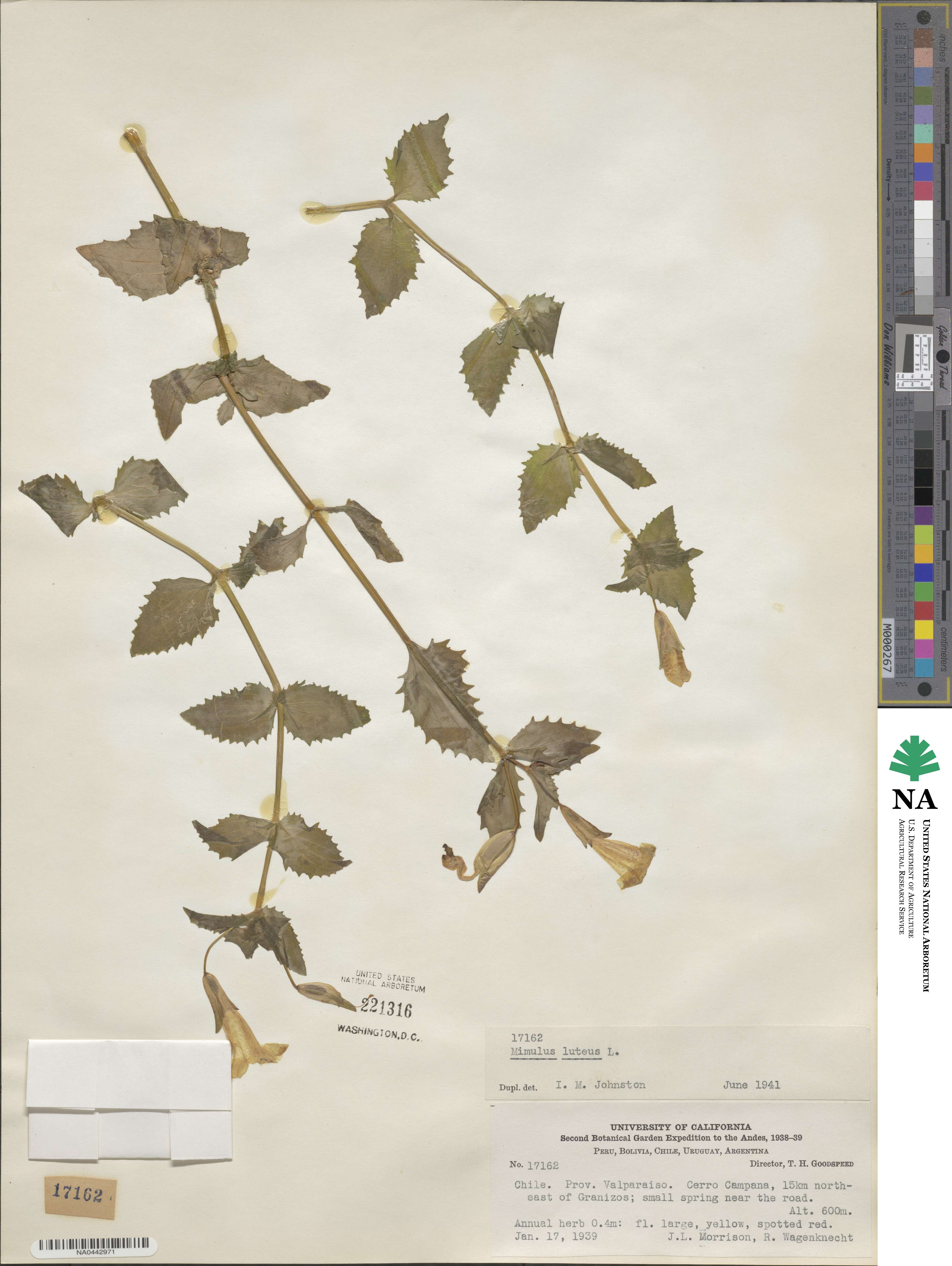 Erythranthe lutea image