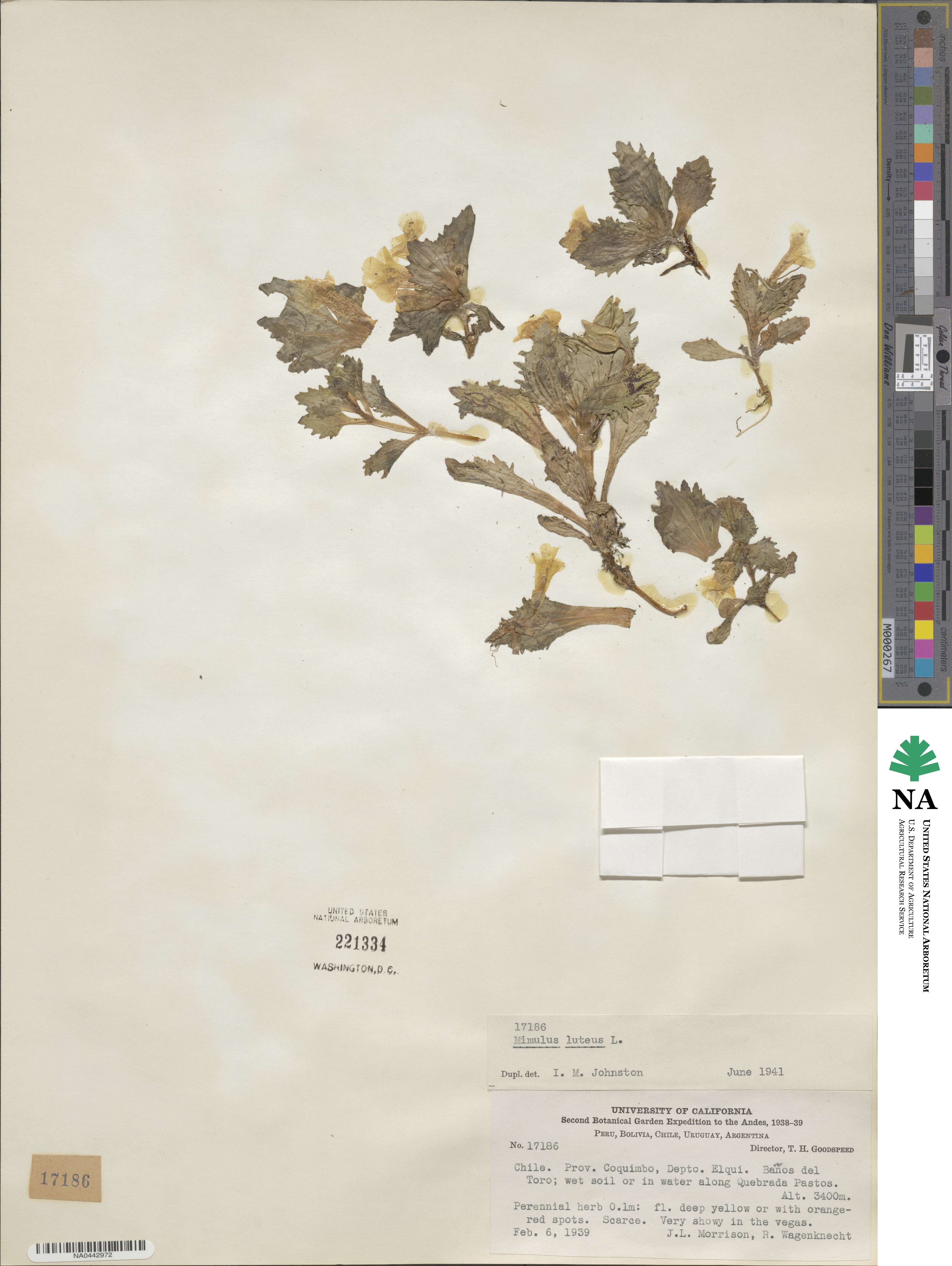 Erythranthe lutea image