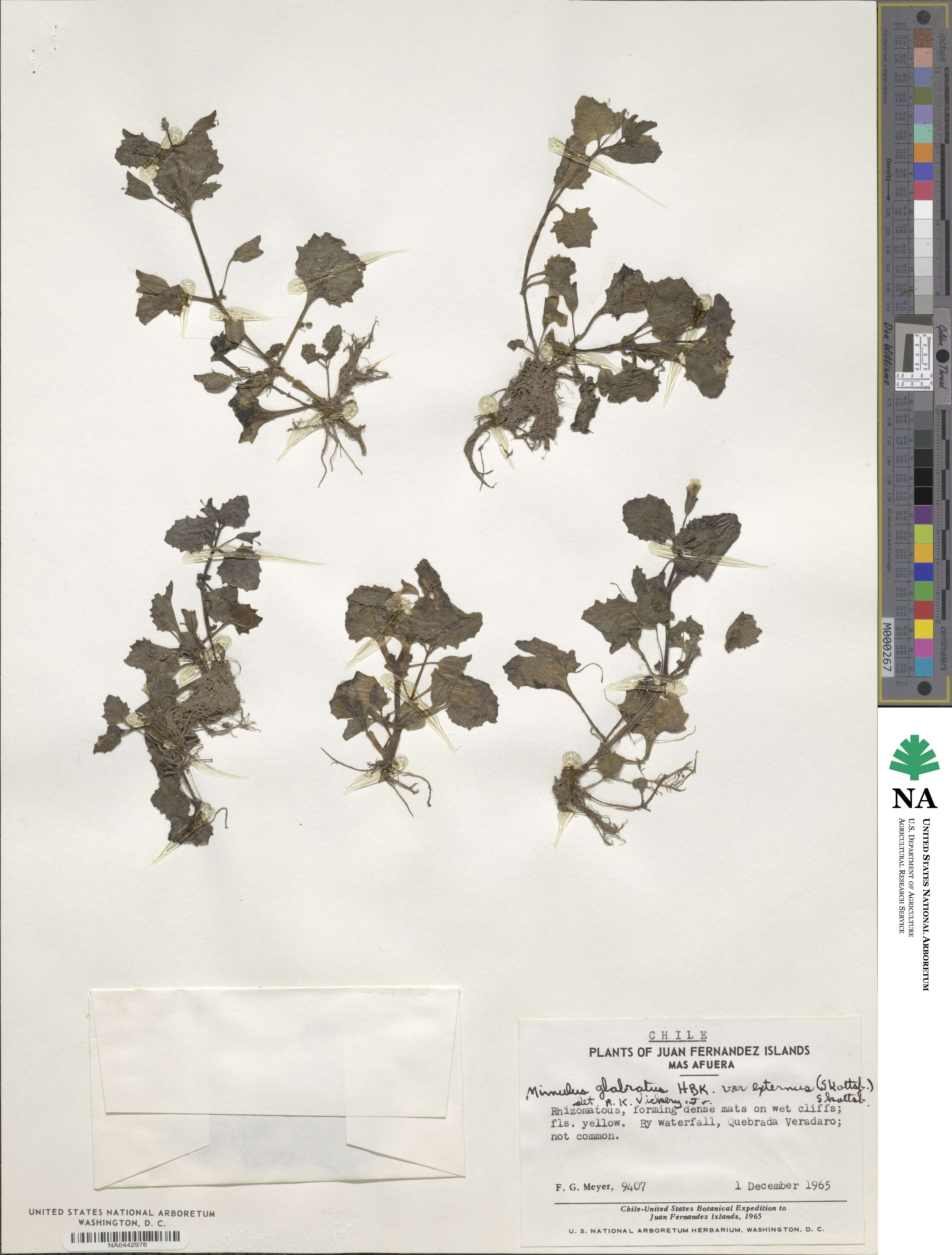 Erythranthe andicola image