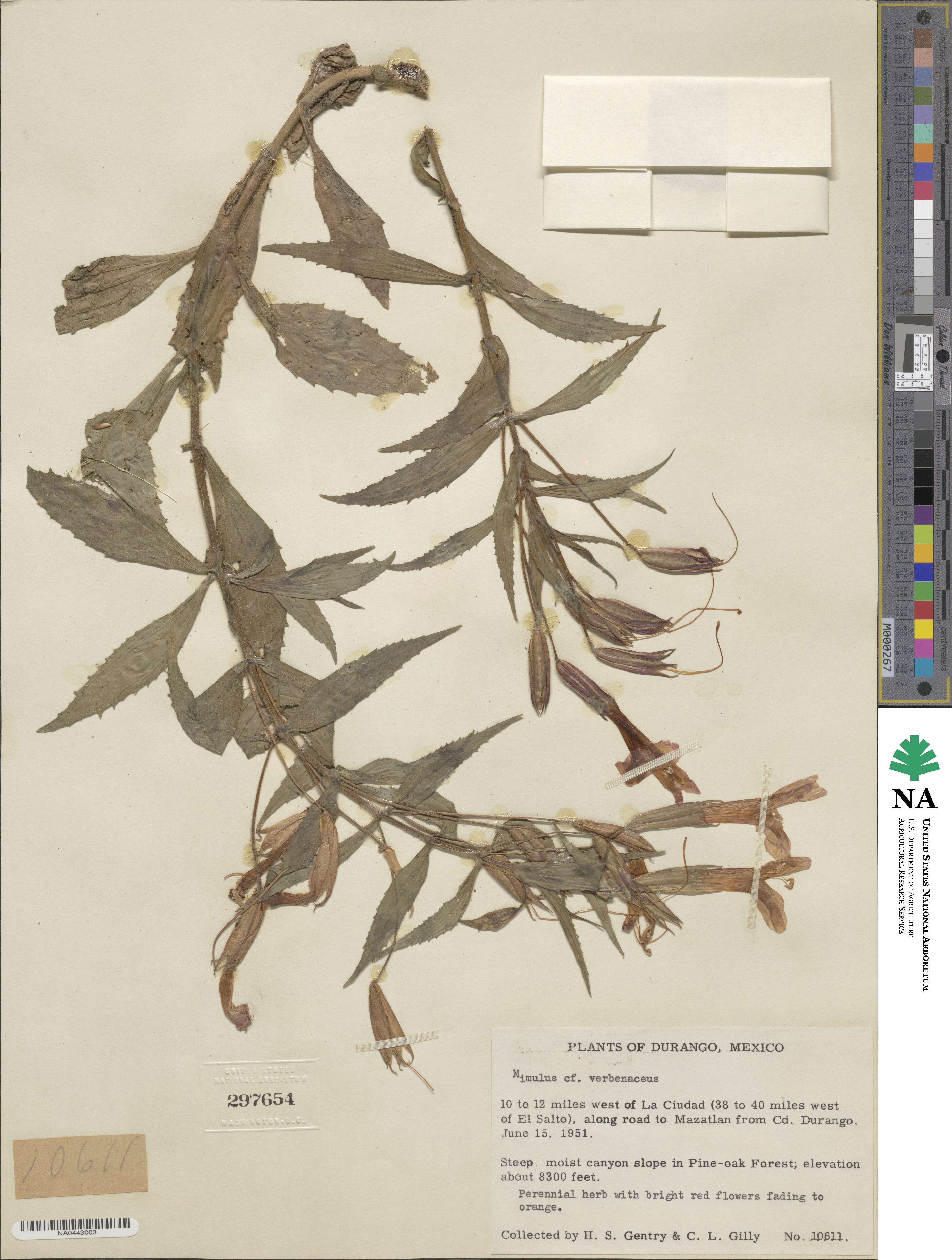 Erythranthe verbenacea image
